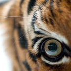 moonfire (Moonfire) OnlyFans Leaks 

 profile picture