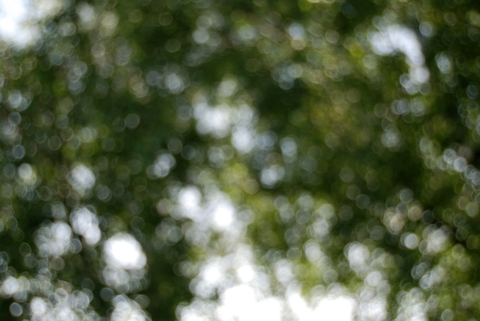 Header of msmuffinfluffinfree