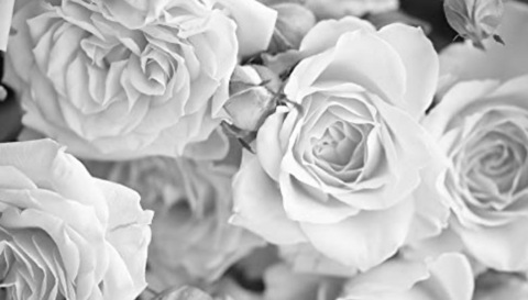 Header of muskokan.barbie