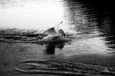 Header of ode.to.being.odd