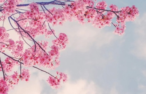 Header of opulentblossom