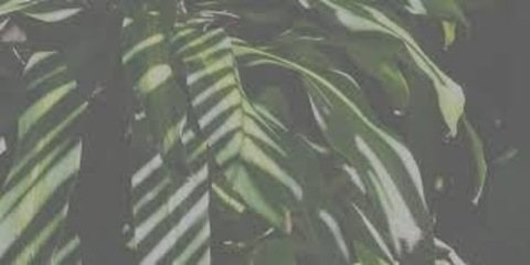 Header of parisrenelli