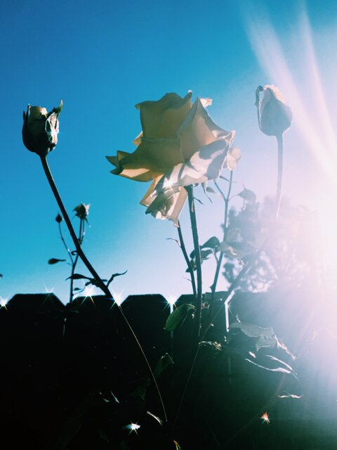 Header of pettysavagee