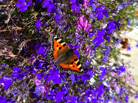 Header of pretty_kitty_x9