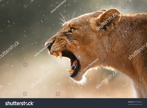 Header of queenlala360foxyroxy