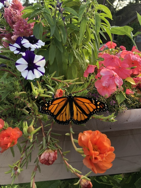 Header of queenofgaming