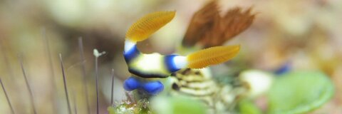 Lex @cerebralsluutlex Leaks OnlyFans - fansforonly