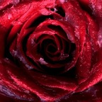 Free access to (rosebud26) Leaked OnlyFans 

 profile picture