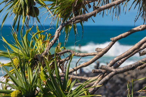 Header of saltyasvegemite