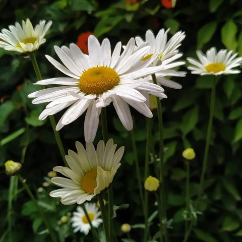 Header of sanmrivera