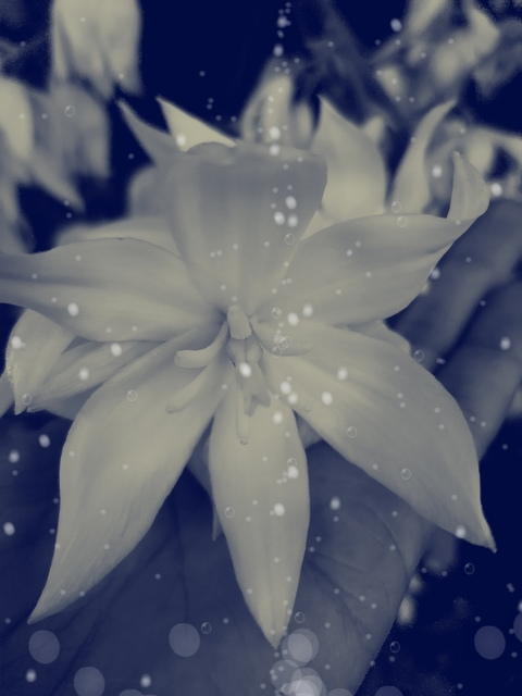 Header of sansababy1