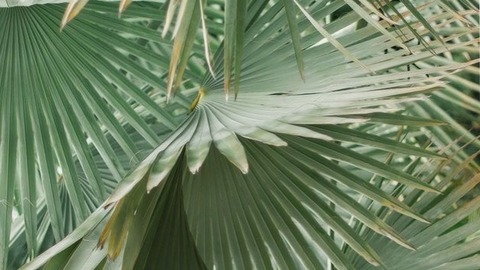 Header of sarahwanka