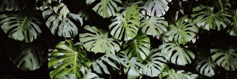 Header of savage_lyss