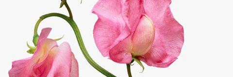 Header of short_sweetpea