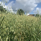 shruboneout (Shrub one out) OnlyFans content 

 profile picture