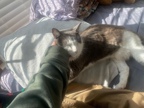 Header of skellybunny