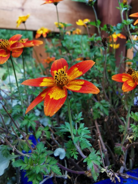 Header of sofiafromfinland