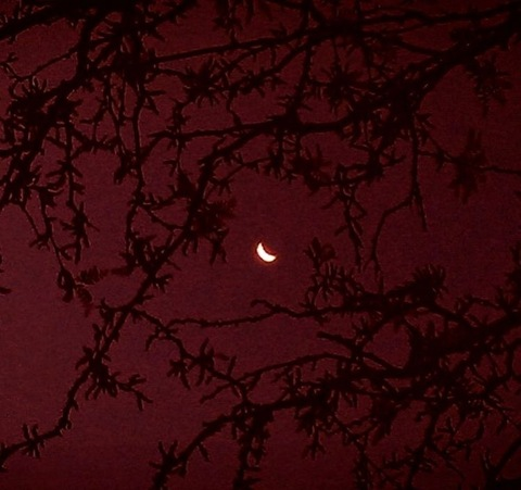 Header of spiiders1ut