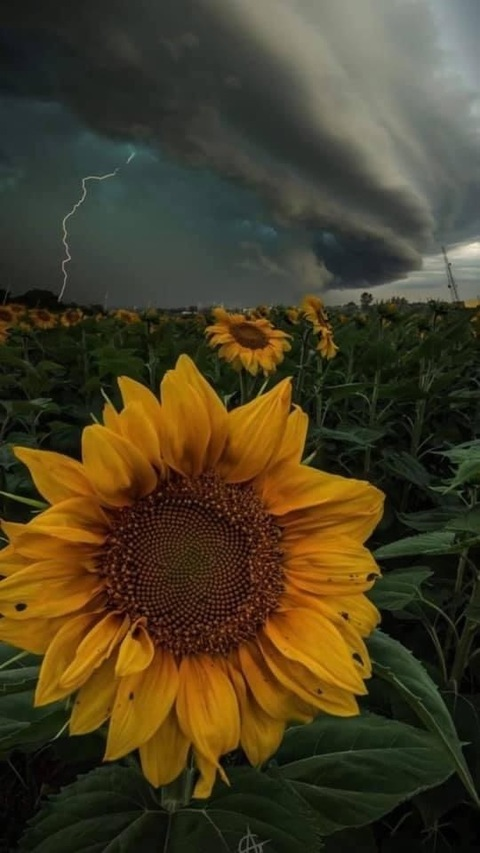 Header of starlitestarbright