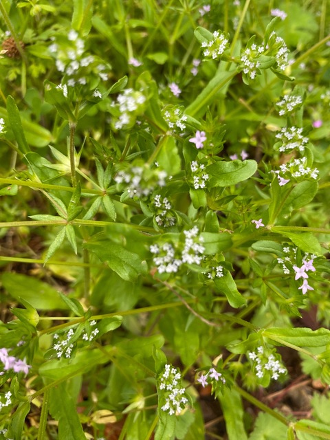 Header of sweet_missmaryjane