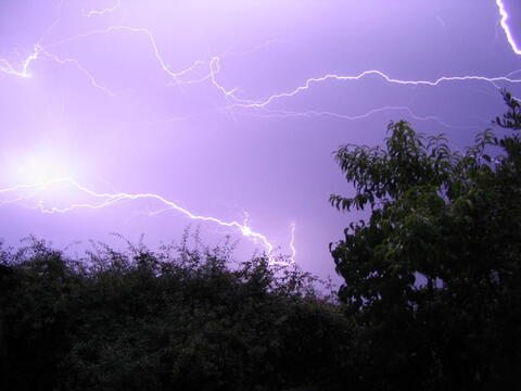 Header of sweetlilies