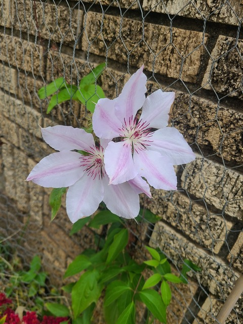 Header of taliastootsies1