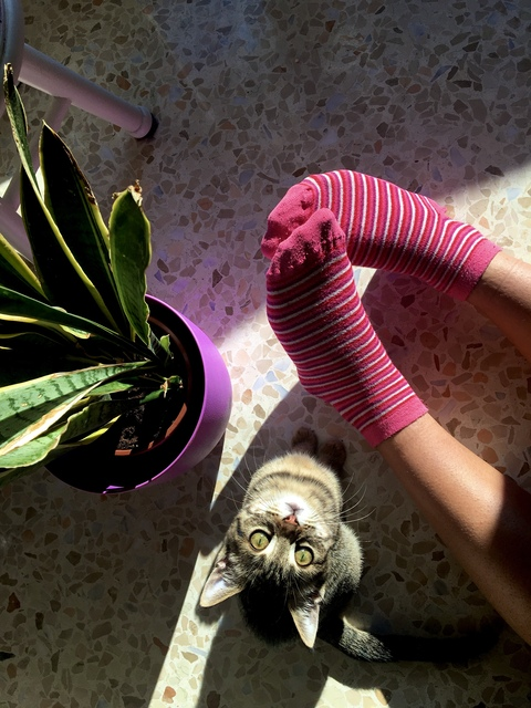 Header of the.pink.kitten