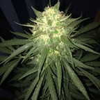 the_kanaka OnlyFans Leak 

 profile picture