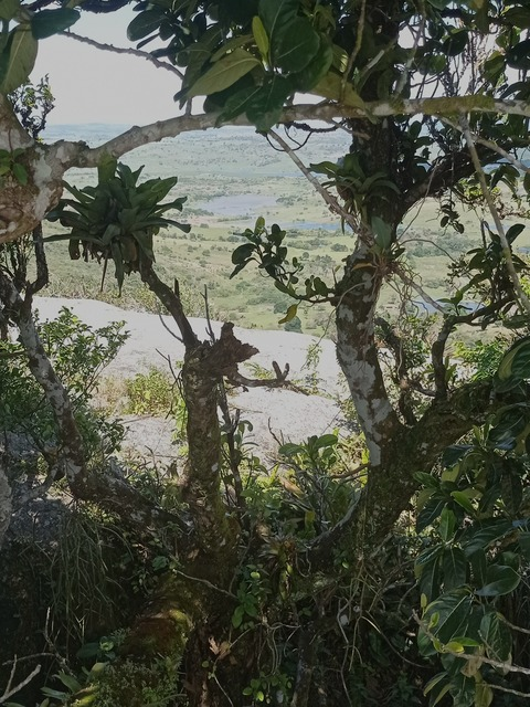 Header of the_son_of_brazil