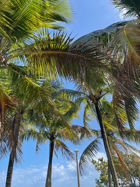 Header of thecubanbarbieee