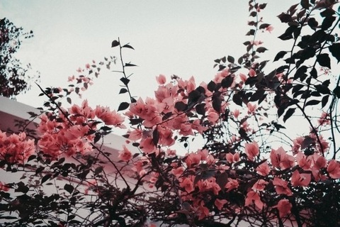 Header of theonlysexilexi