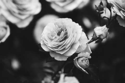 Header of tinyrosexx