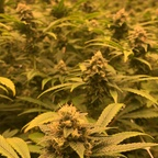 jrJACk (tlcfan) Leaked OnlyFans 

 profile picture