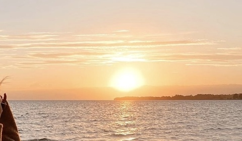 Header of tractorprincesskayla