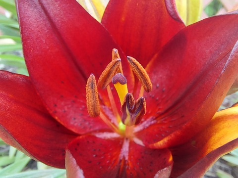 Header of u228797008