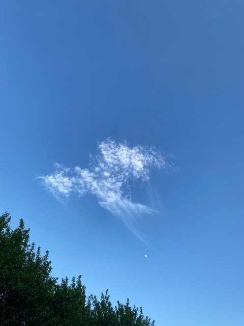 Header of valeri_cat