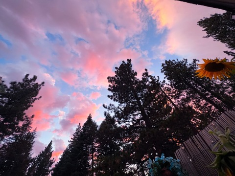 Header of vanbunni420