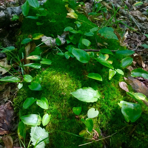 Header of vivian_gray