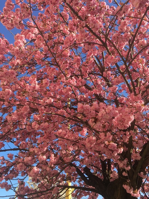 Header of westeyefree