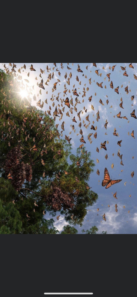 Header of whatitdojessaboo