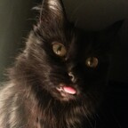 Download xblackcatx OnlyFans leaks for free 

 profile picture