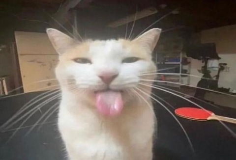 Header of xophoebexox