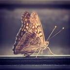 Charlie (xoxofee) Leak OnlyFans 

 profile picture